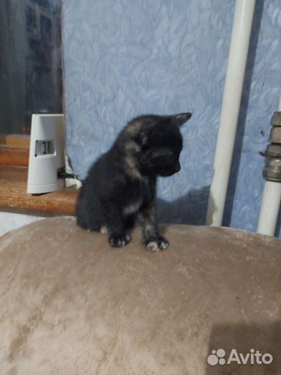 Котята в добрые руки 3.5 месяцы