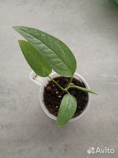 Сциндапсус,эпипремнум