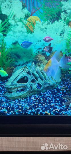Аквариум