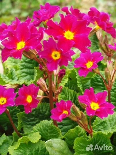 Садовые многолетники