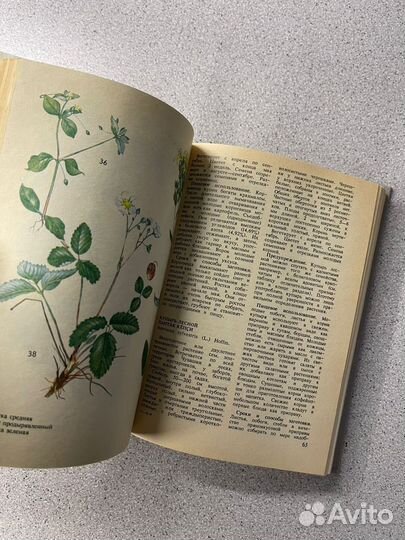 Дикорастущие пищевые растения Чебоксары 1993