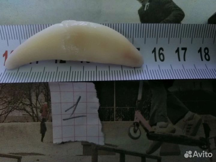 Клык волчий