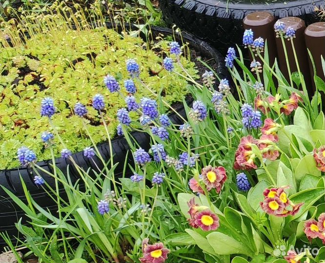 Мнололетники