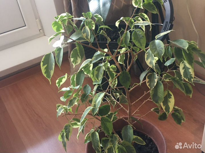 Фикус бенджамина большой