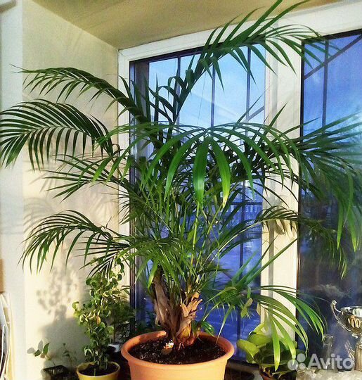 Комнатные растения