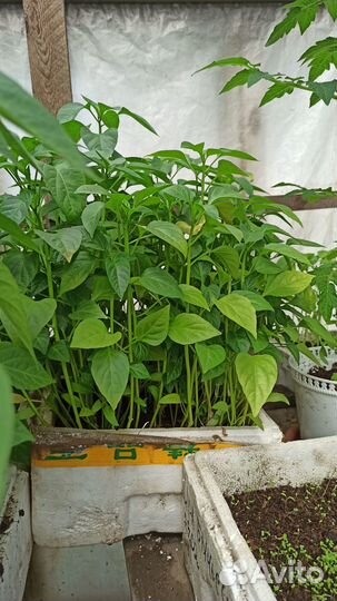 Продаю непикированную рассаду