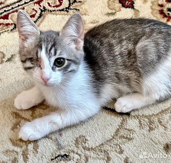 Особенная котомалышка ищет маму