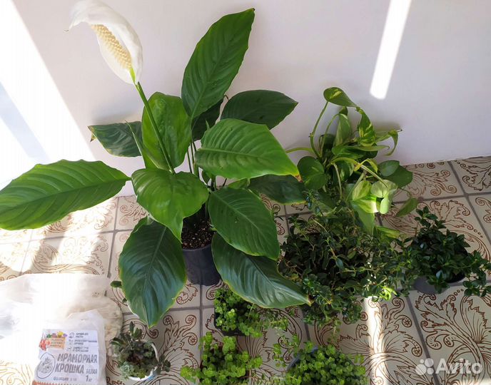 Комнатные растения седум пилея золотая рыбка