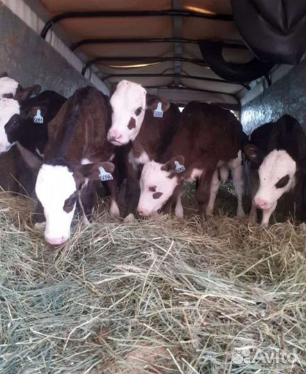 Телята бычки