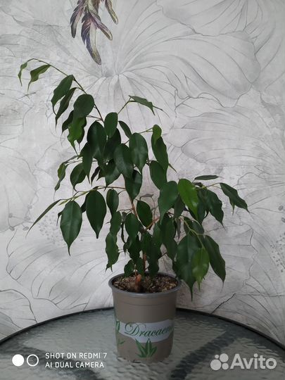 Фикус бенджамина