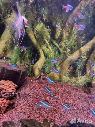 Неон голубой