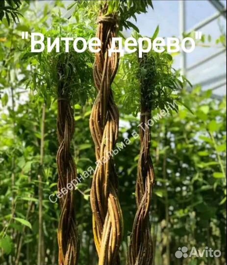 Витое дерево Ивы