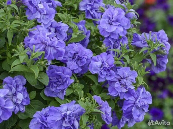 Ампельная петуния, махровая ампельная, тайдал