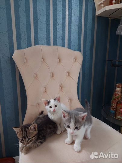Котята в добрые руки