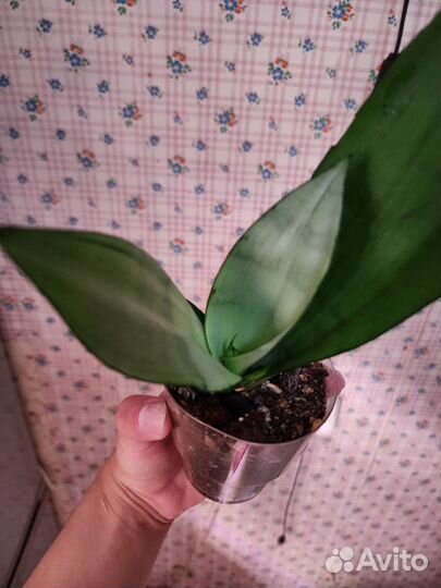 Сансевиерия муншайн