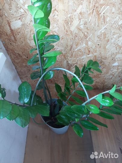 Замиокулькас