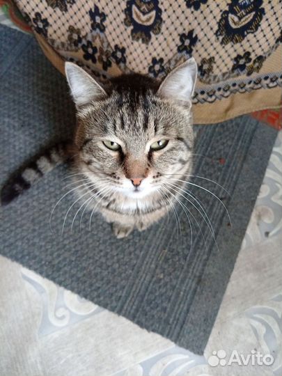 Кот и кошечка по 2 года