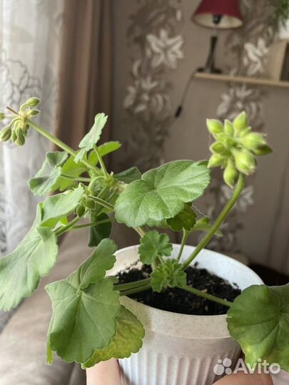 Пеларгония герань