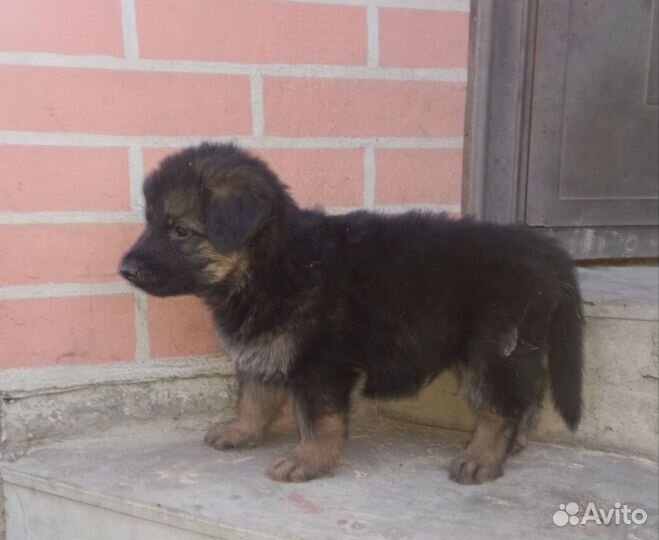 Немецкая овчарка