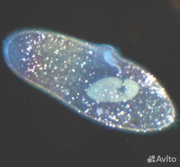 Стартовый корм для мальков