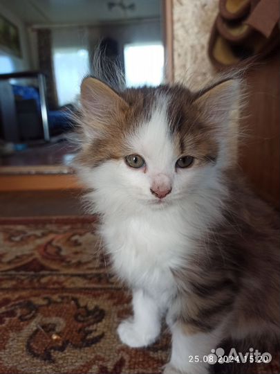 Отдам бесплатно