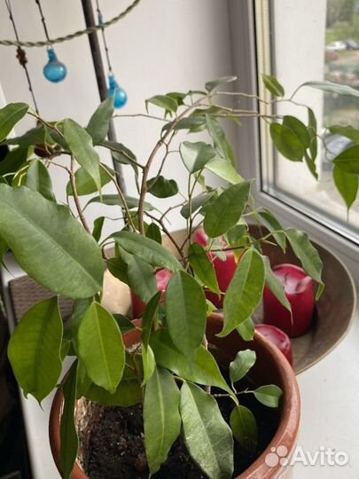 Фикус, бегония