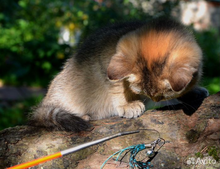 Британский котенок, девочка
