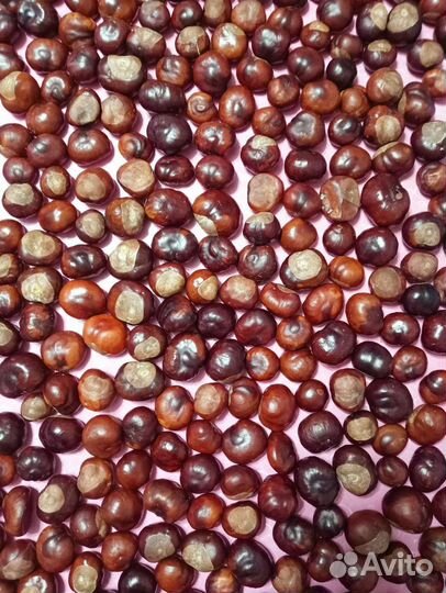 Каштан (не съедобный)