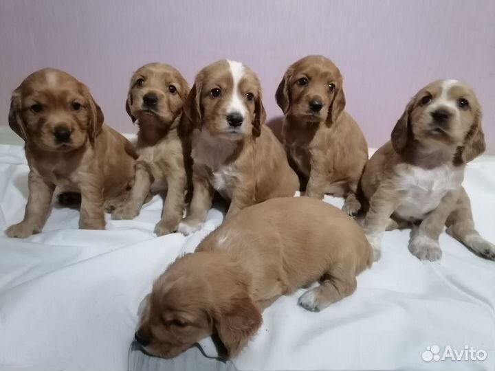 Английский кокер спаниель