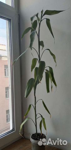 Бамбук, тростник