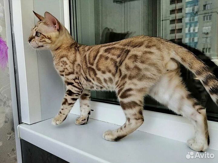 Бенгальский снежный мальчик mink