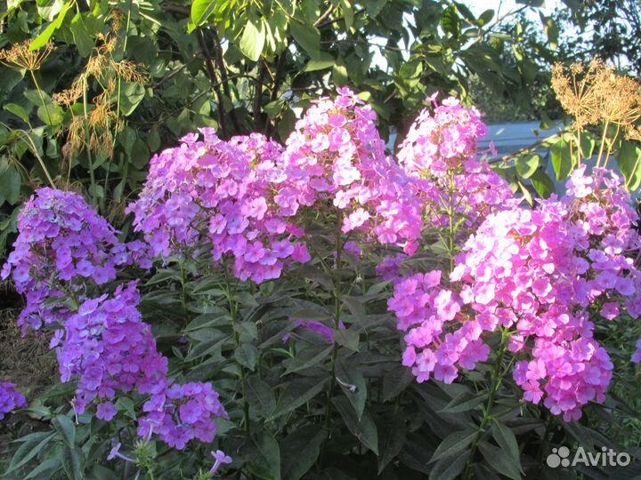 Тюльпаны всем, кто любит украшать