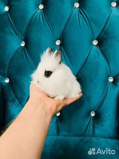 Кролики мини разные породы карликовые