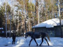 Орловский жеребец на случку