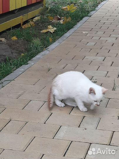 Котенок ищет дом