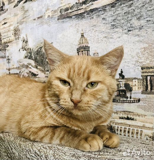 Ксюшка