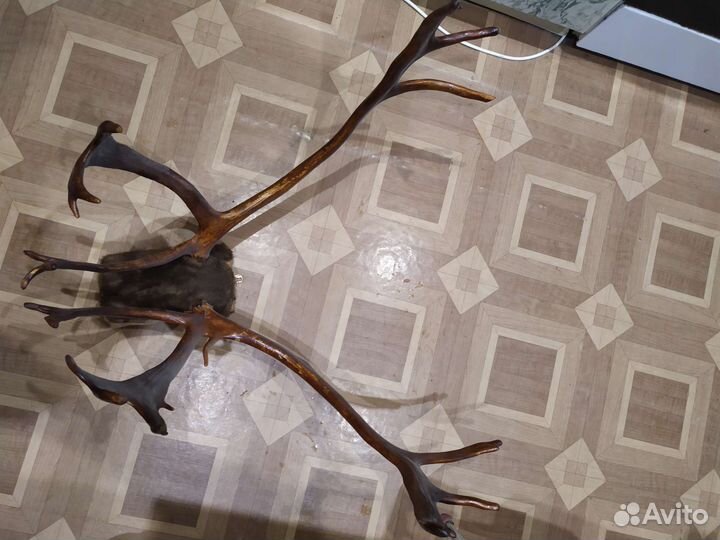 Рога оленя