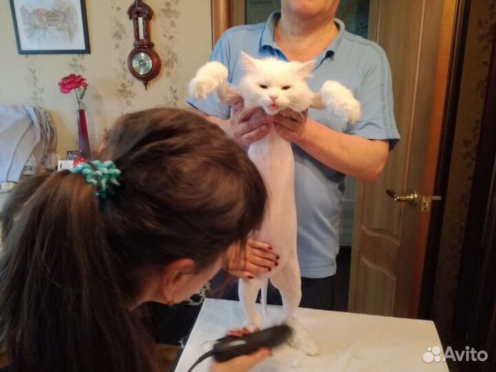 Стрижка, кастрация, наркоз