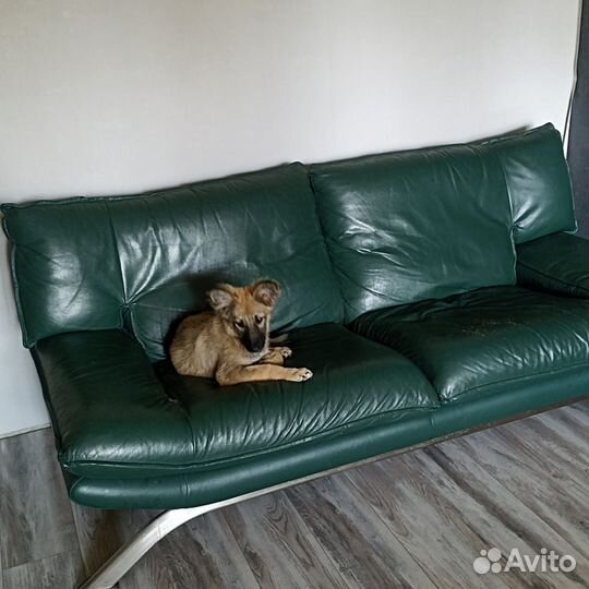 Щенок в добрые руки бесплатно
