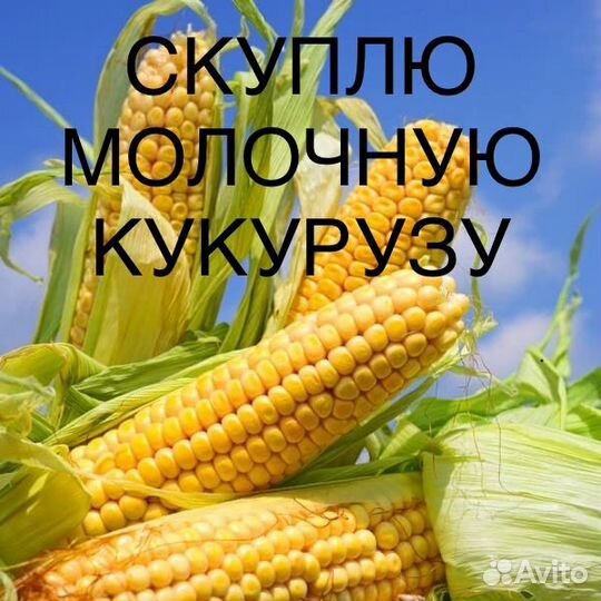 Кукуруза свежая Молочная оптом