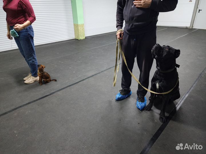 Дрессировка собак с передержкой и с выездом