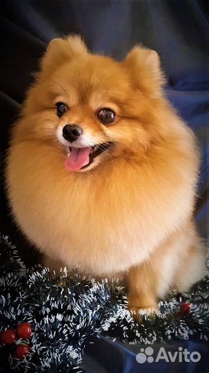 Стрижка собак и кошек в центре Перми. Груминг