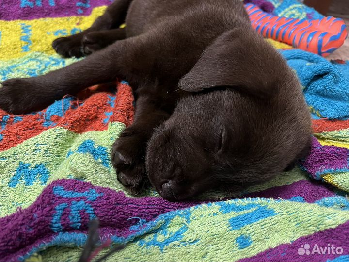 Продам щенка Лабрадора