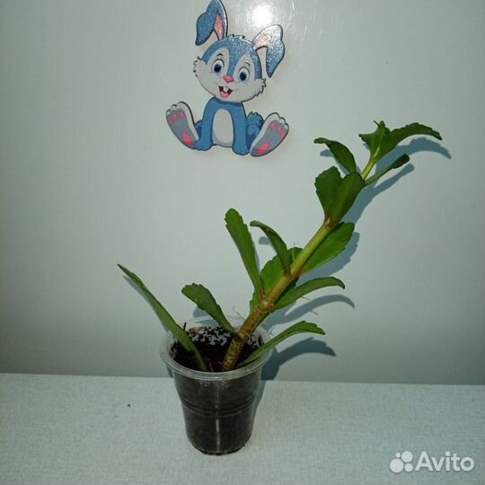 Каланхоэ Мангина Wendy Sunny Balloon