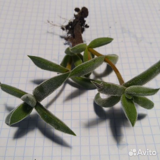 Суккуленты. Крассула