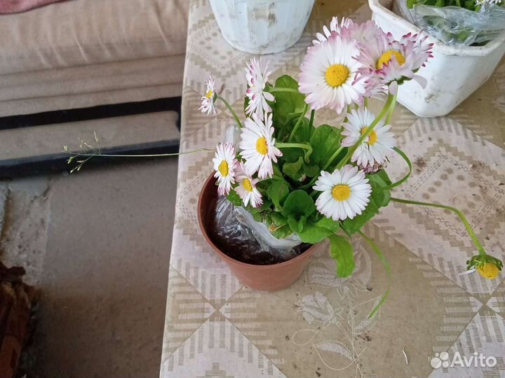 Маргаритки