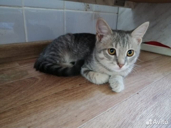 Котёнок мальчик 3 месяца