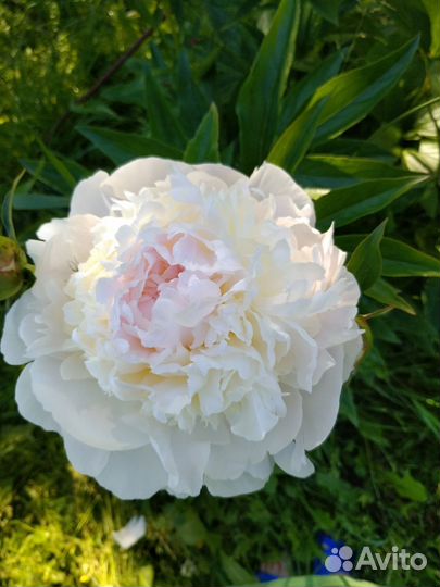 Пионы из своего сада