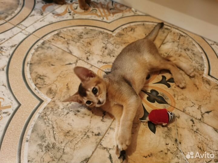 Абиссинская кошка