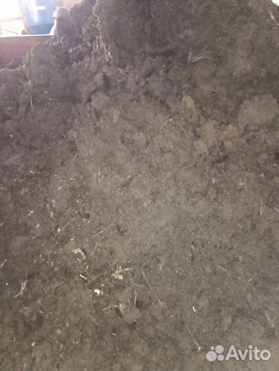 Перегной крс 2.5 лет